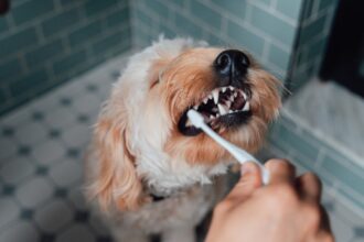 What Is Pet Dental Insurance And What Does It Cover For Your Pet?