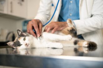 How much is the vet?