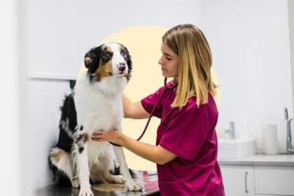 How Pet Insurance works and how to choose a refund method