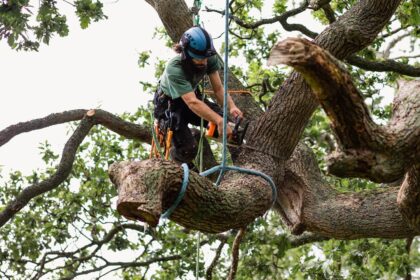 Does homeowner insurance cover tree removal?