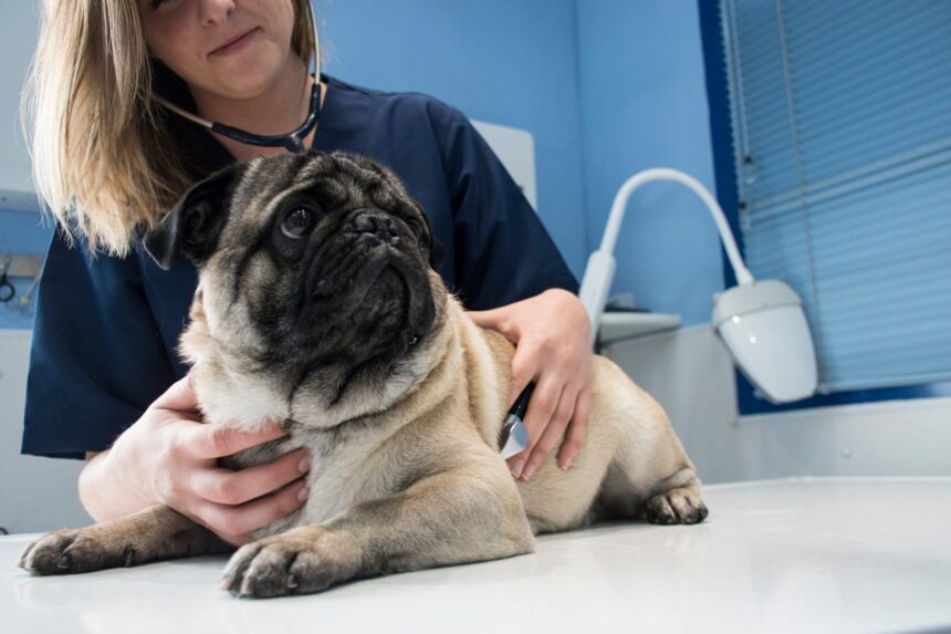 What if I can't afford to pay the veterinary bill?