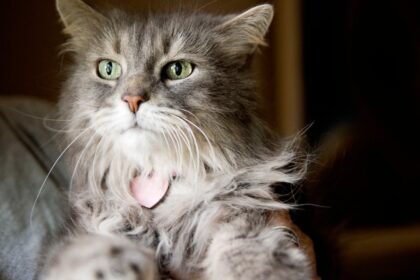 Does your pet insurance plan cover your pet?