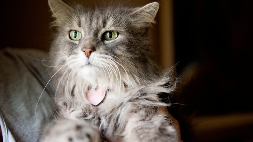 Does your pet insurance plan cover your pet?